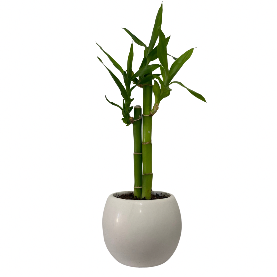 Mini Lucky Bamboo - Chatsworth Flowers