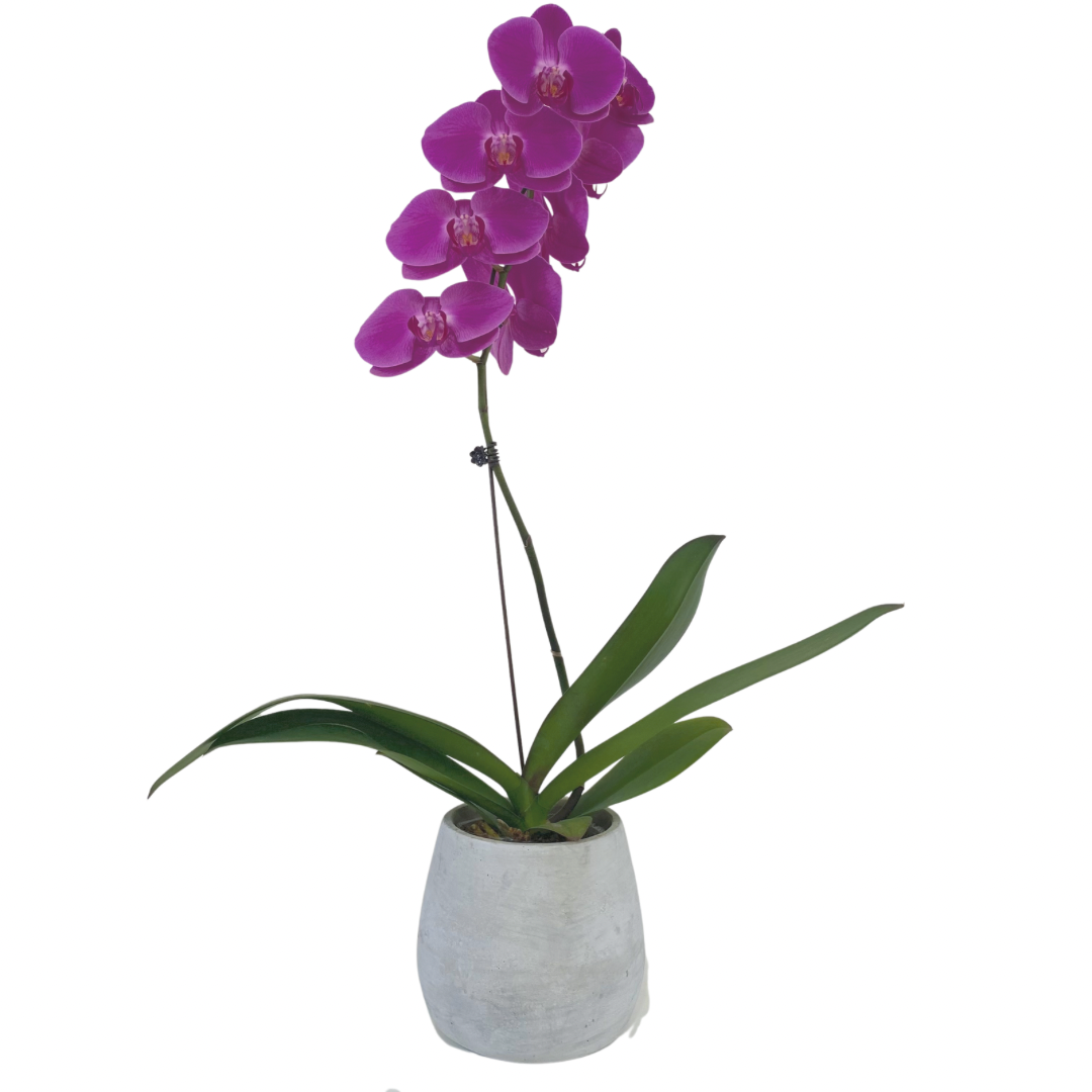 Phalaenopsis Orchid Plant - Chatsworth Flowers
