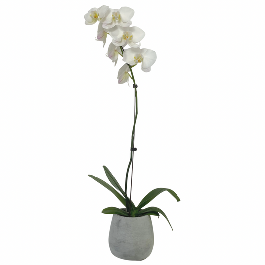 Phalaenopsis Orchid Plant - Chatsworth Flowers