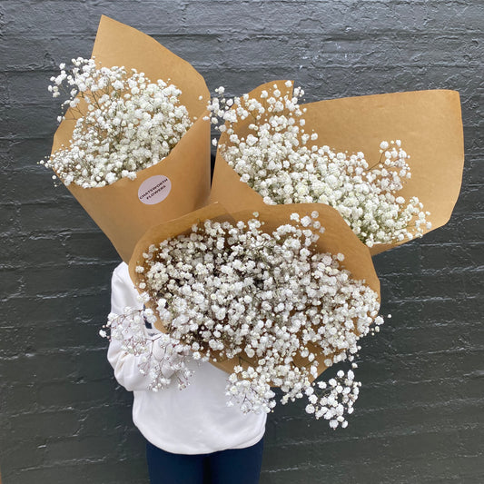 Gypsophila (Baby's Breath) - Chatsworth Flowers
