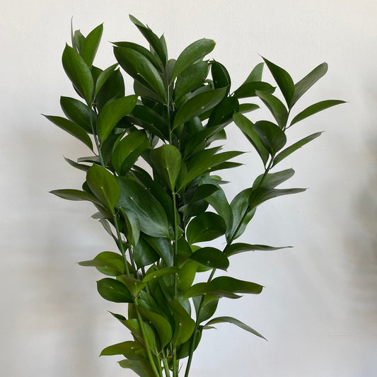 Ruscus - Chatsworth Flowers