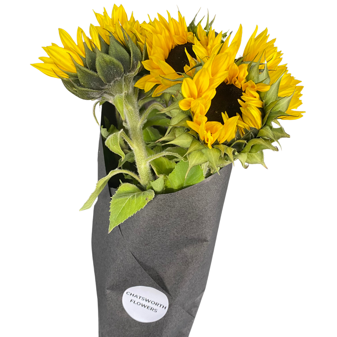 Sunflowers - Chatsworth Flowers