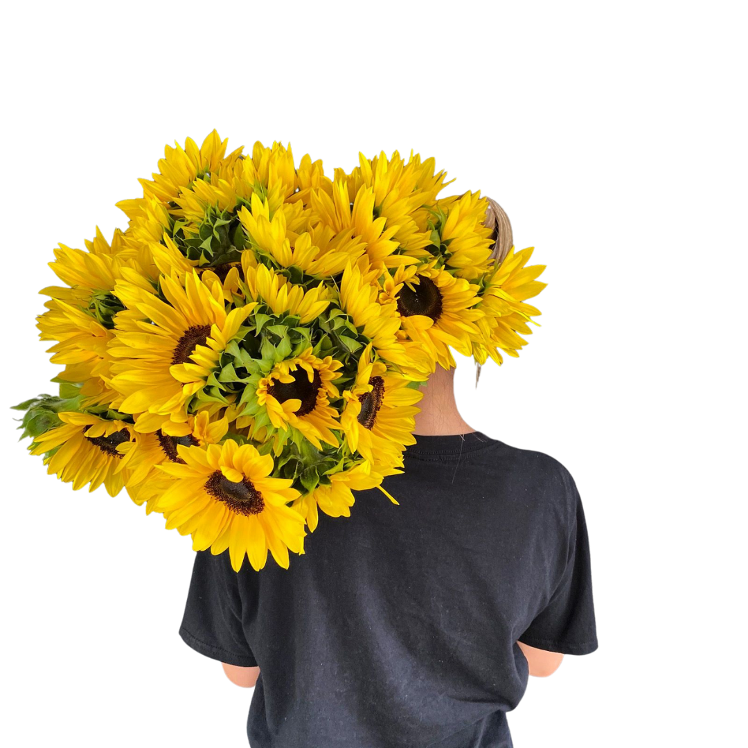 Sunflowers - Chatsworth Flowers