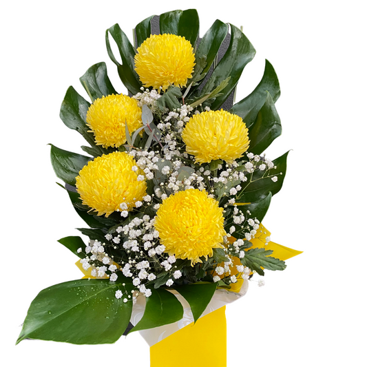 Small Box of Chrysanthemum Disbuds - Chatsworth Flowers